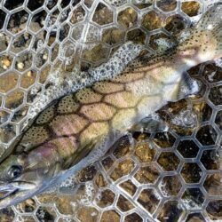 ミノーでサクラマス　～フィッシングパーク高島の泉～